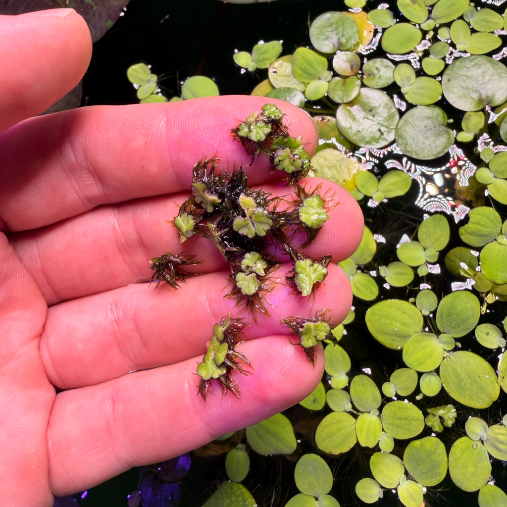 Ricciocarpos natans purple fringed riccia/fringed heartwort (x 24 plants)