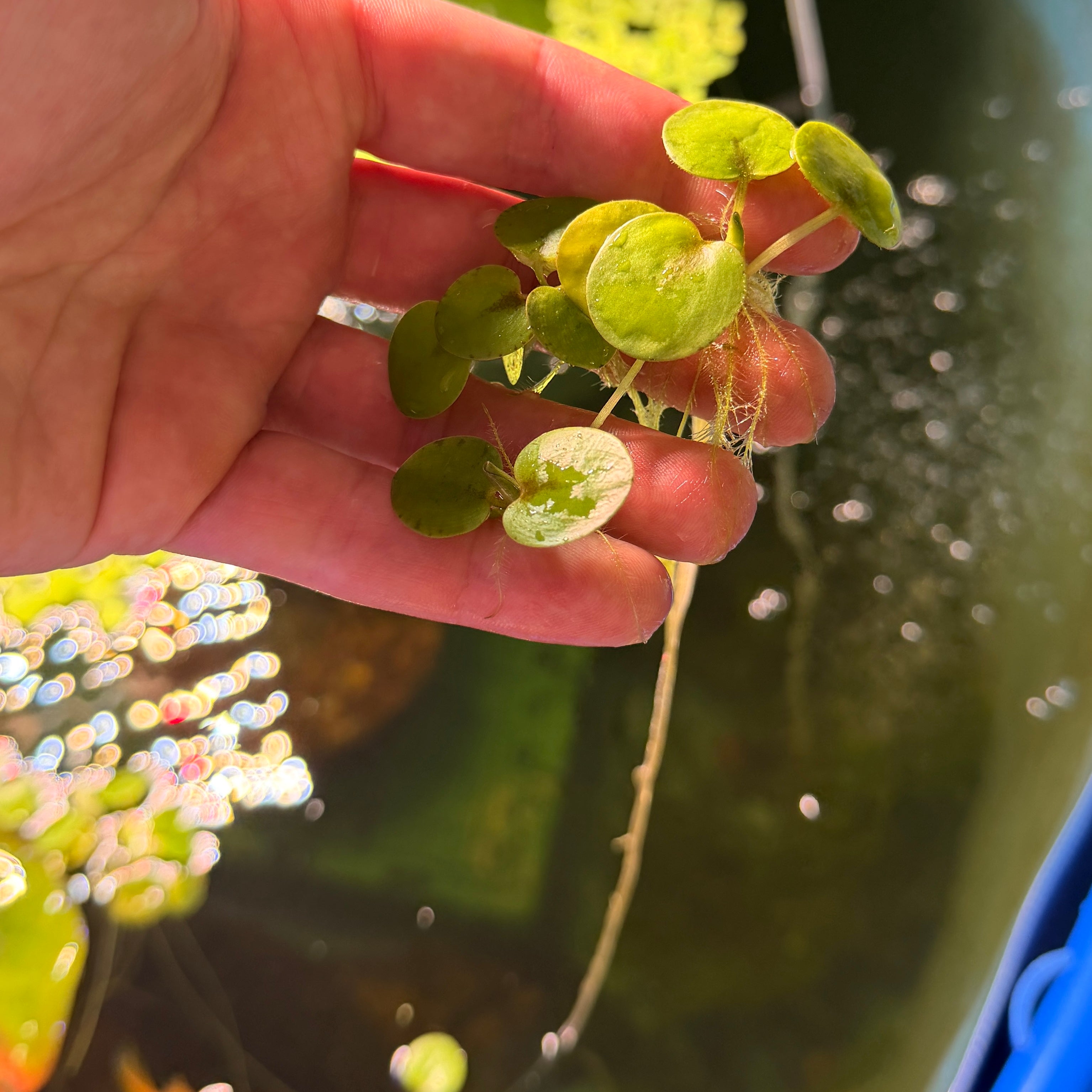 Amazon Frogbit Limnobium Laevigatum (x12 plants)