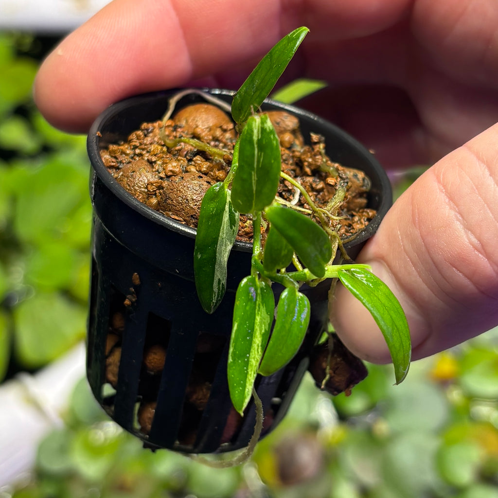 Rhaphidophora beccarii variegated
