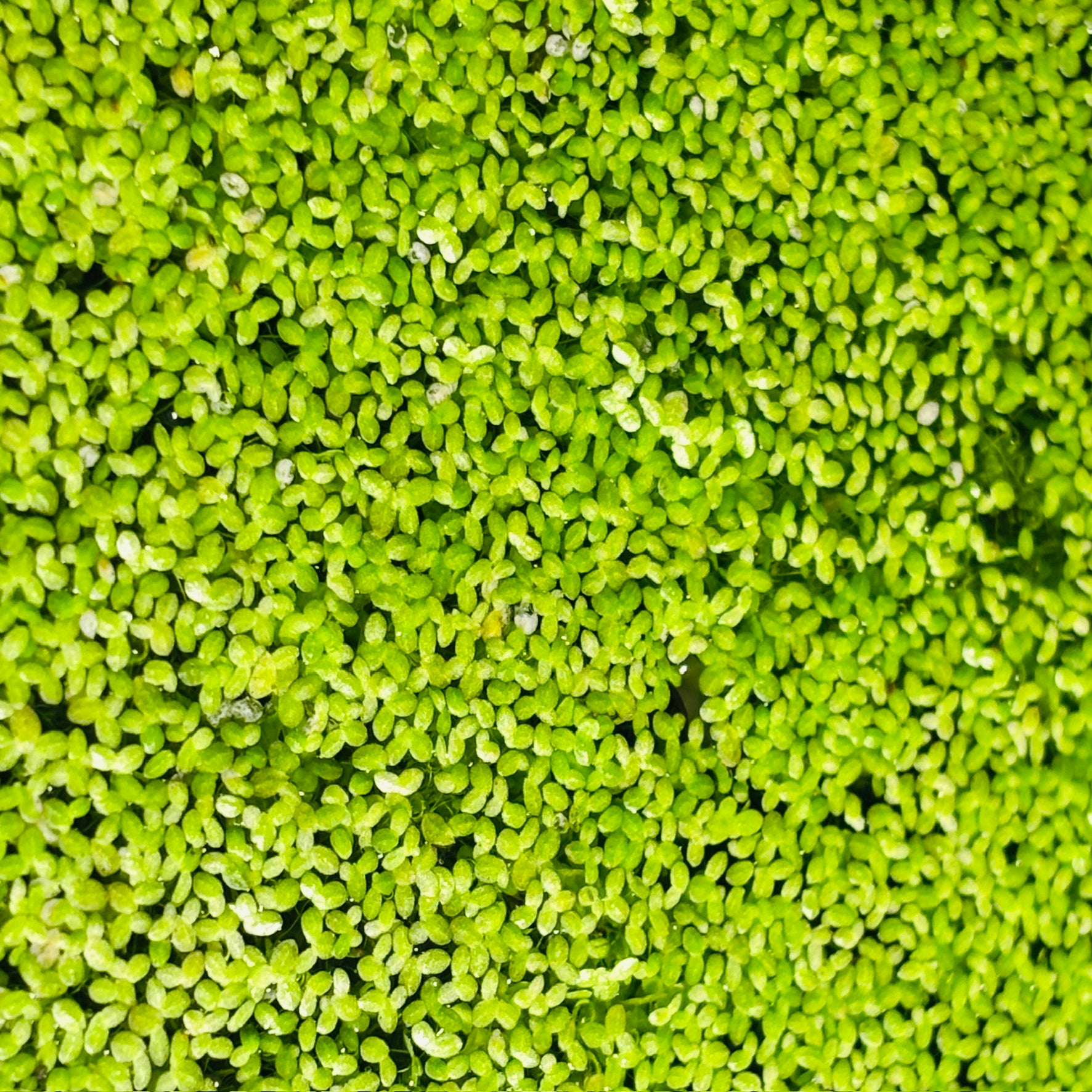 Duckweed Lemna Minor 1000+ Plants (25g approx)