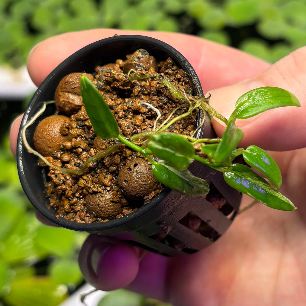 Rhaphidophora beccarii variegated