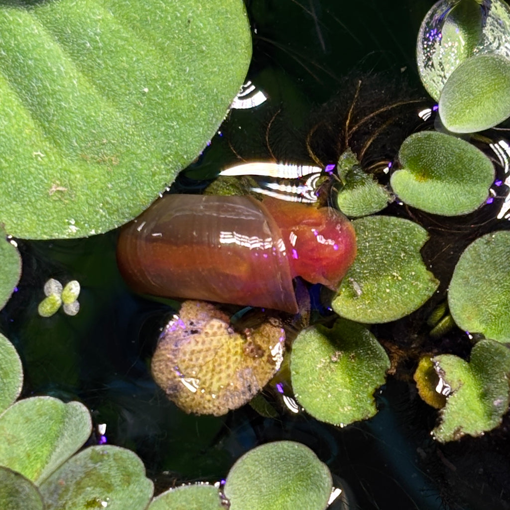 Ramshorn Snails x12 Pack - Mixed Colours (Planorbidae sp.)