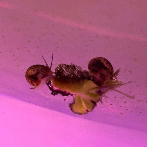20 Pack of Juvenile/Baby Mystery Snails (Pomacea bridgesii) on a plant eating algae in a colorful aquarium.