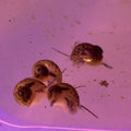20 Pack of Juvenile/Baby Mystery Snails (Pomacea bridgesii) in a tank, featuring small mixed color snails.