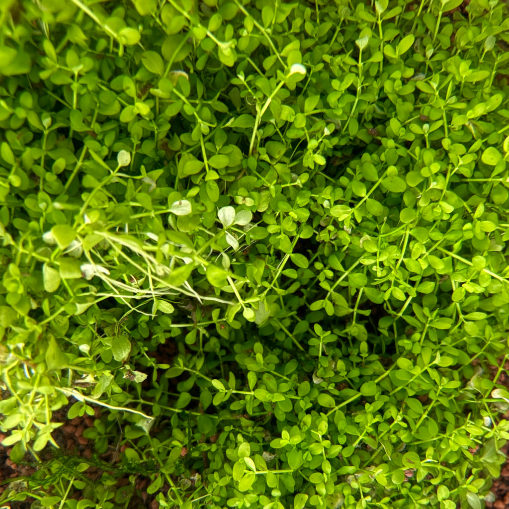 Micranthemum Monte Carlo (Micranthemum tweedei - 5g portion)