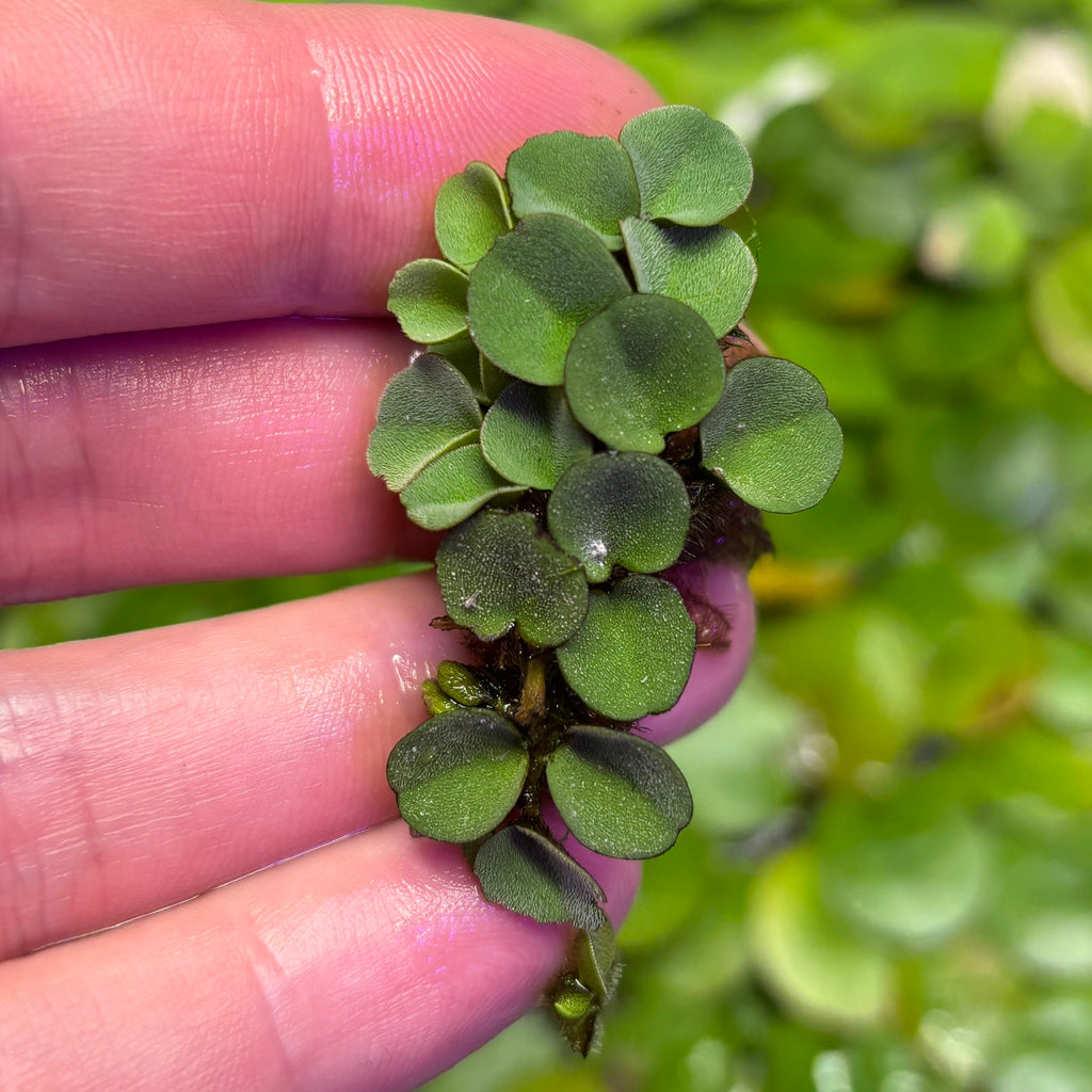 Salvinia cucullata, Hood-shaped Salvinia (Floating tropical plant)