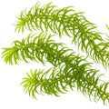 Elodea densa / Egeria densa oxygenating pond plant x5 stems