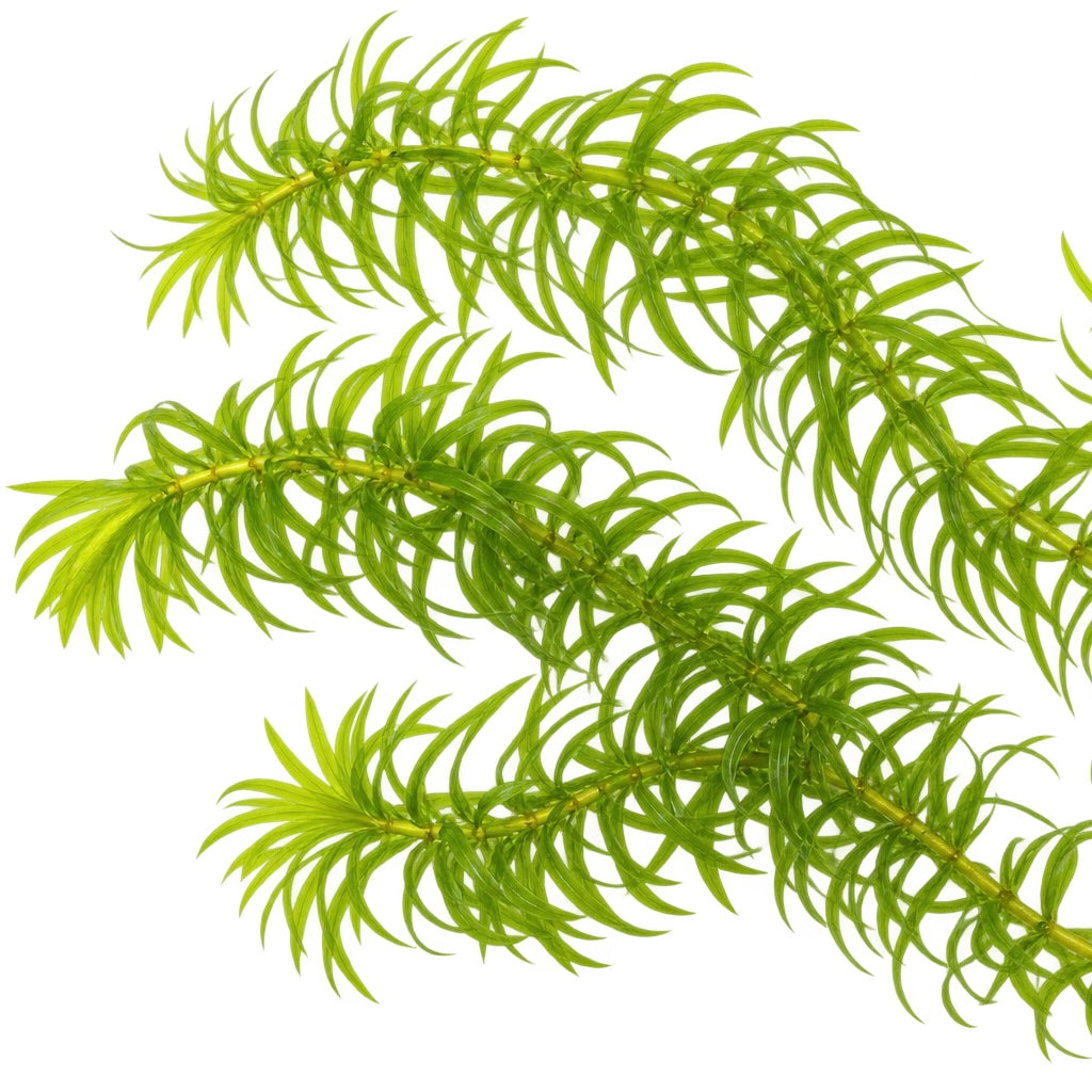 Elodea densa / Egeria densa oxygenating pond plant x5 stems
