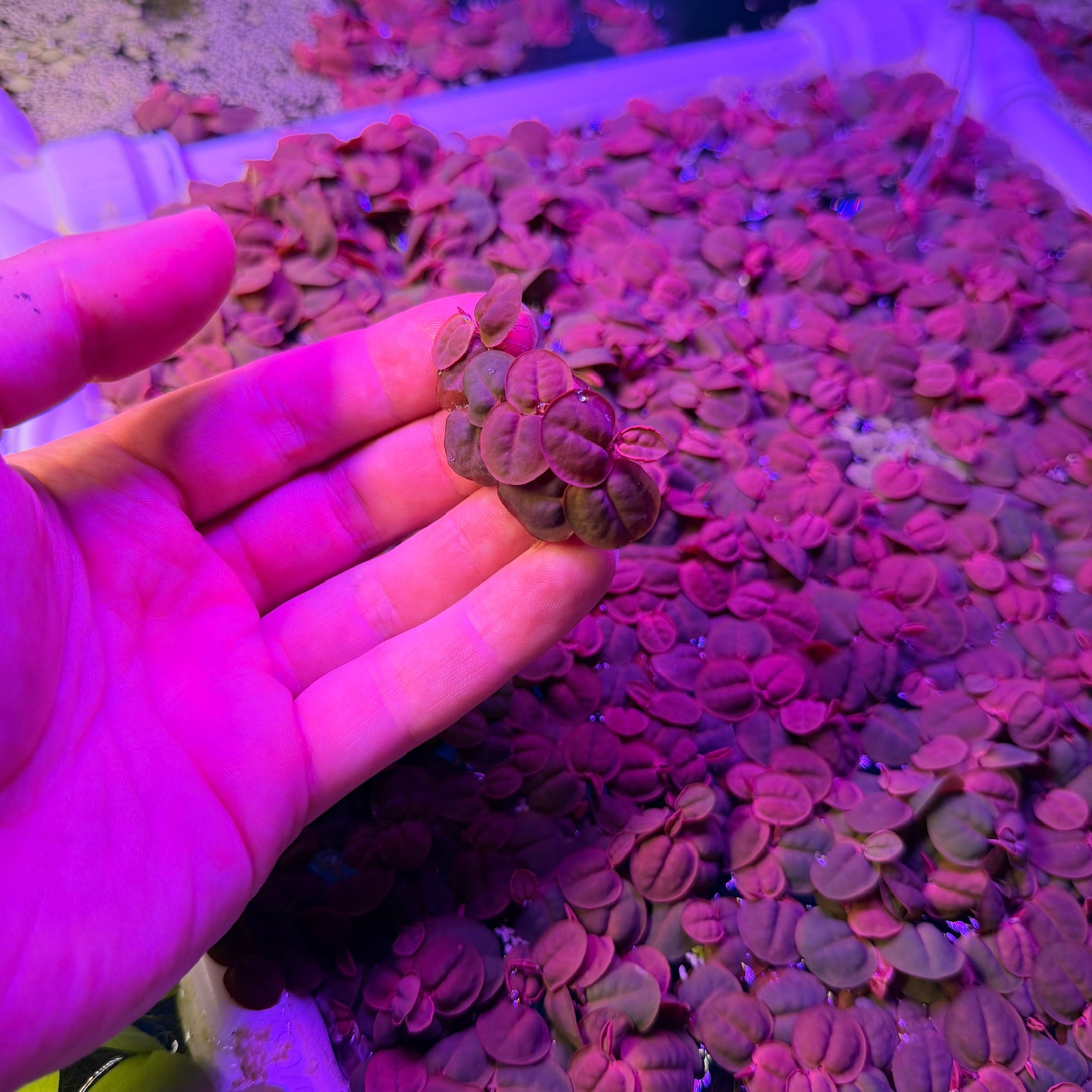 Red Root Floaters Phyllanthus Fluitans (x50 Plants) Extra Red Variety