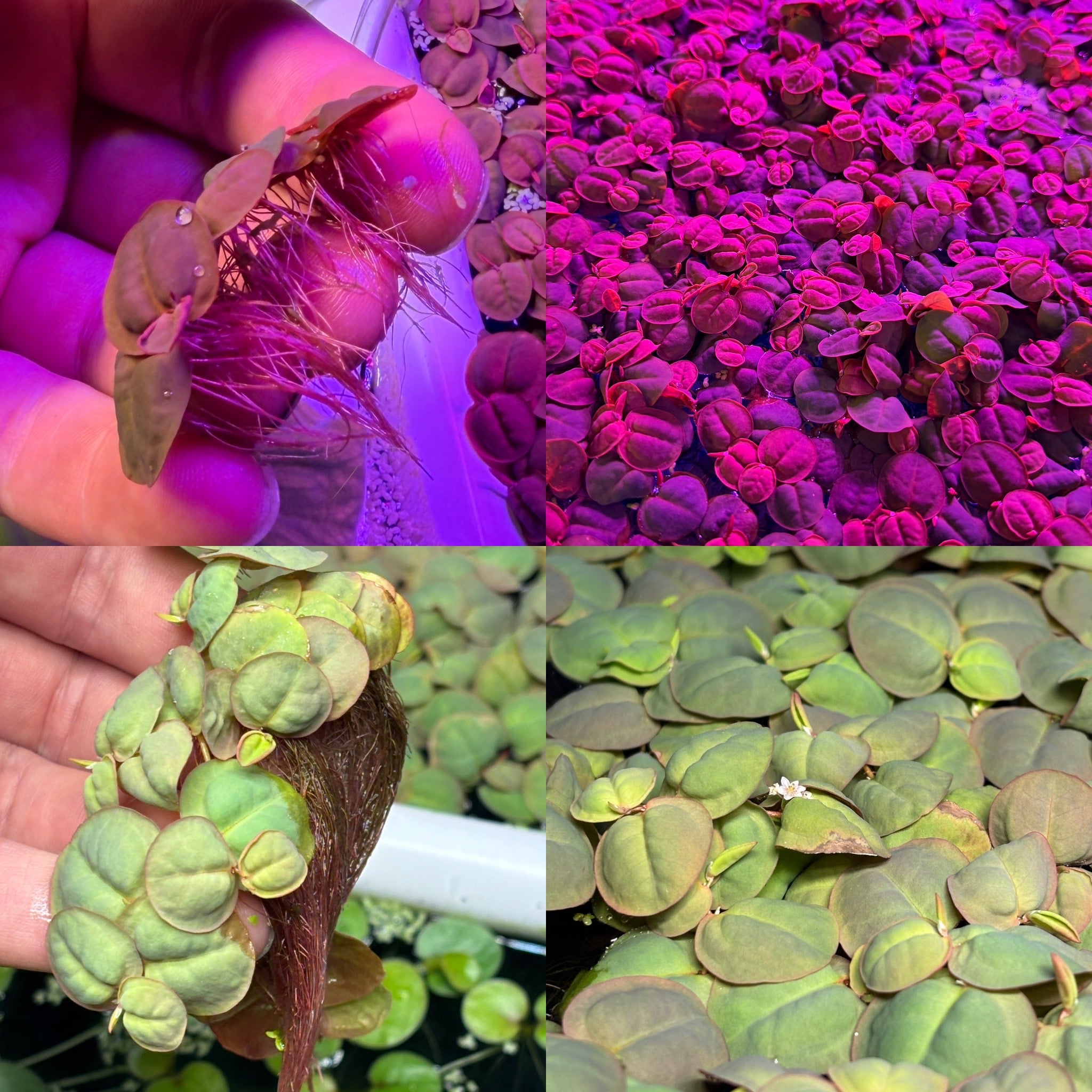 Red Root Floaters Colour Mix ( x12 Plants) Red and Peach Varieties Phyllanthus