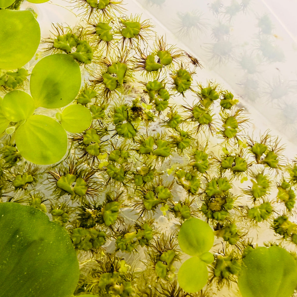 Ricciocarpos natans purple fringed riccia/fringed heartwort (x 24 plants)