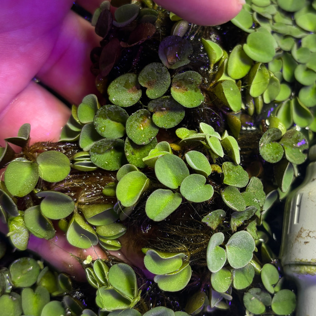 Salvinia cucullata, Hood-shaped Salvinia (Floating tropical plant)