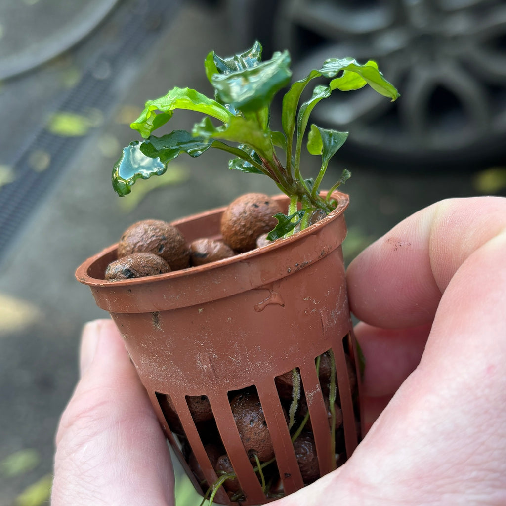 Bucephalandra 'Red' (Bucephalandra sordidula var. 'red')