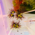 Ricciocarpos natans purple fringed riccia/fringed heartwort (x 24 plants)