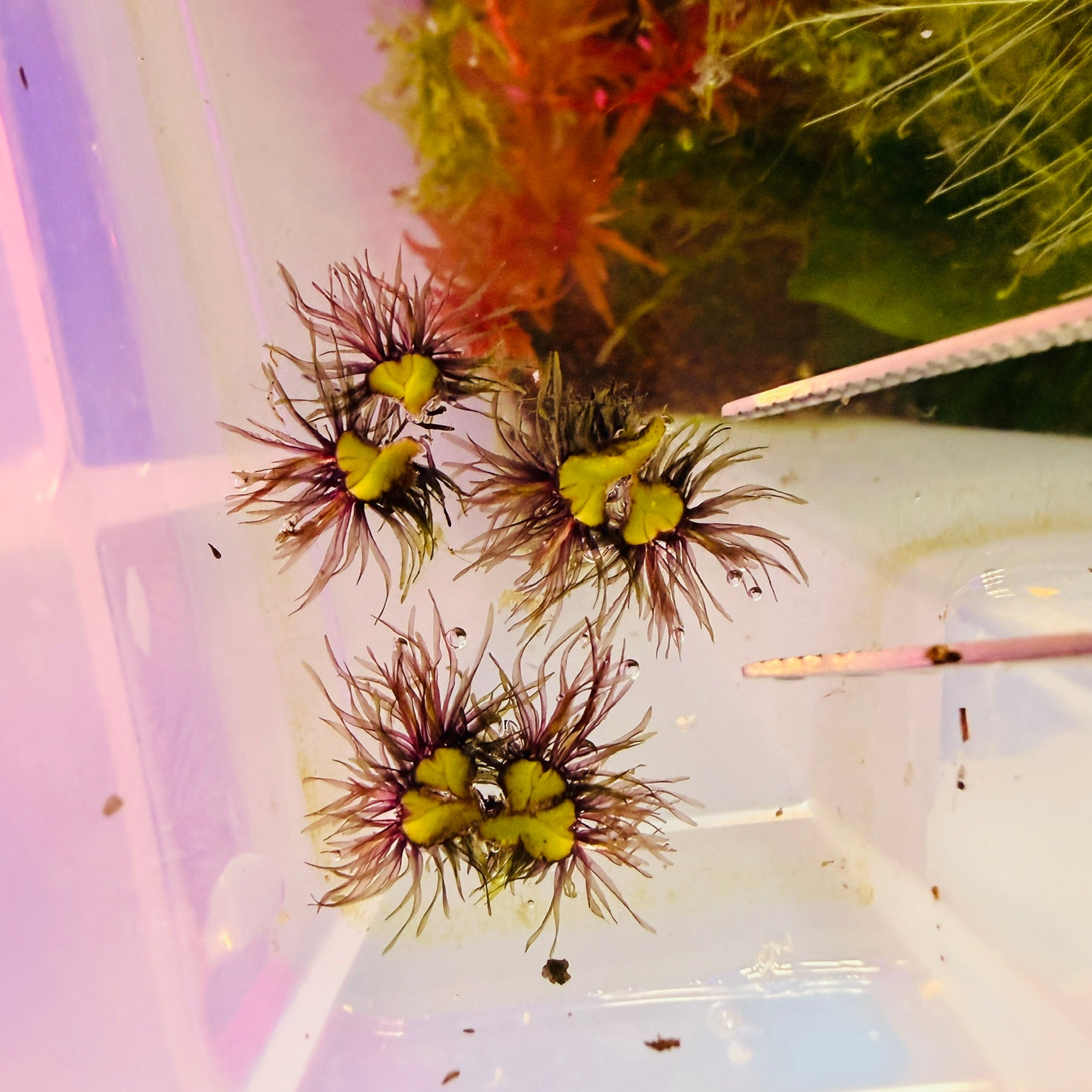 Ricciocarpos natans purple fringed riccia/fringed heartwort (x 24 plants)