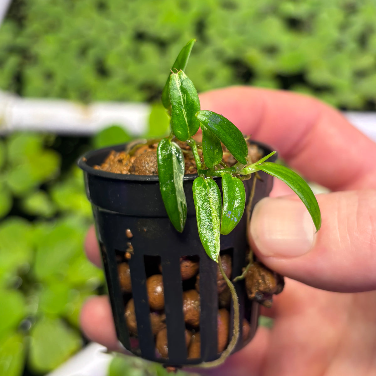 Rhaphidophora beccarii variegated