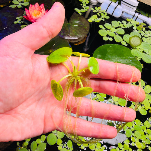 Amazon Frogbit Limnobium Laevigatum (x12 plants)