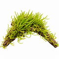 Weeping Moss Grown on Bog Wood (Vesicularia ferriei)