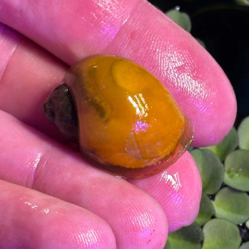 3 Pack of Golden Apple Mystery Snails (Pomacea bridgesii) held in hand, showcasing beautiful shell and vibrant color.