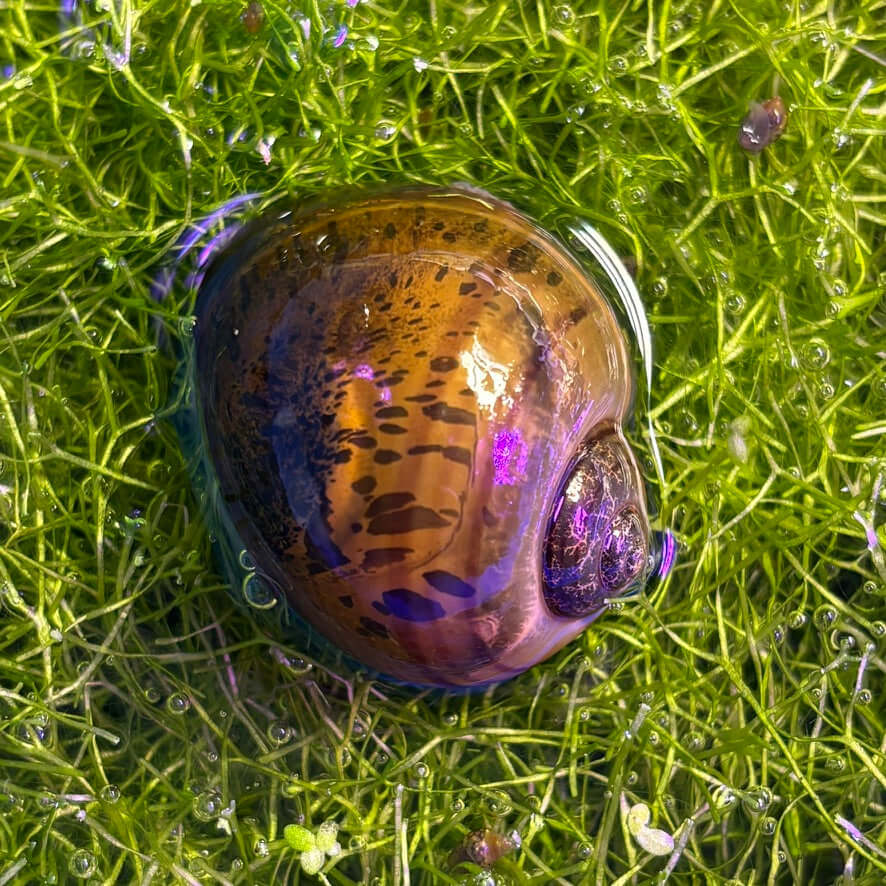 3 Pack of Marbled Brown Mystery Snails (Pomacea bridgesii) resting on green aquatic plants in clear water.