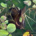 3 Pack of Marbled Brown Mystery Snails (Pomacea bridgesii) in a lush aquatic environment with floating plants.