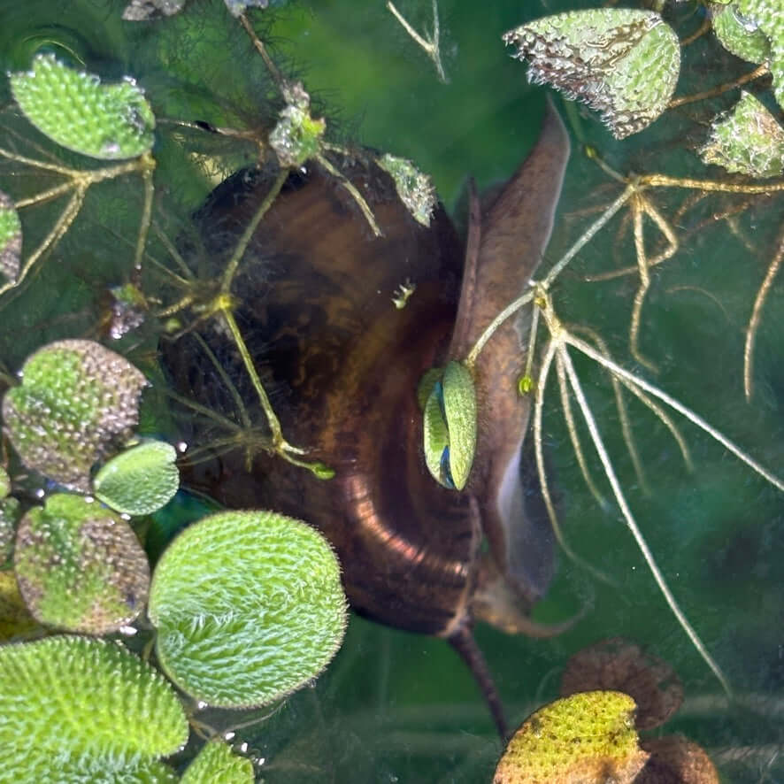 3 Pack of Marbled Brown Mystery Snails (Pomacea bridgesii) in a lush aquatic environment with floating plants.