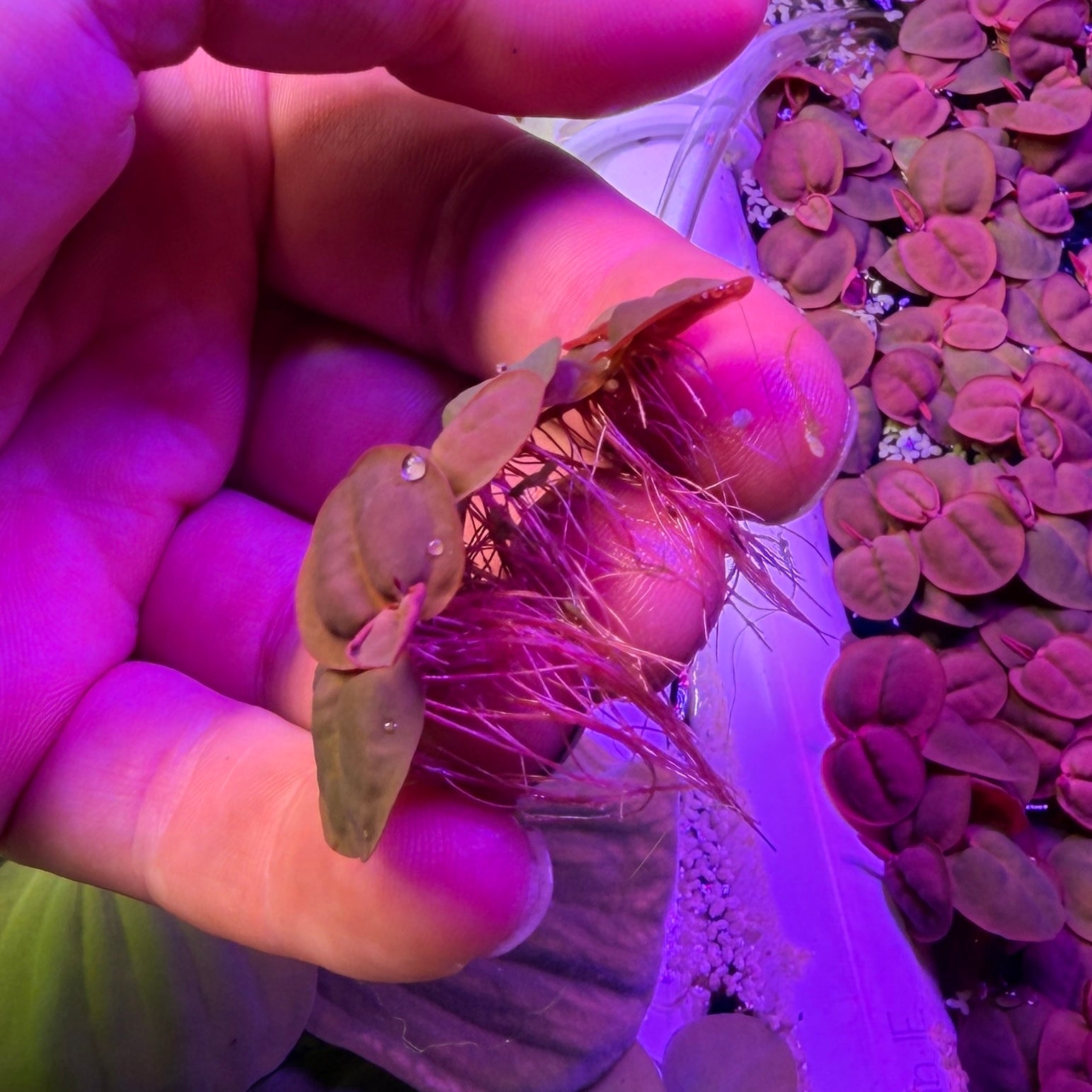 Red Root Floaters Phyllanthus Fluitans (x50 Plants) Extra Red Variety