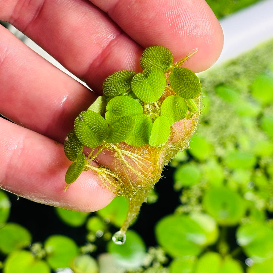 Water spangles Salvinia minima (x50 plants)