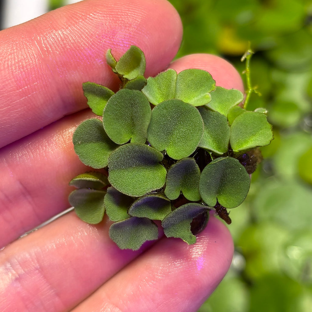 Salvinia cucullata, Hood-shaped Salvinia (Floating tropical plant)
