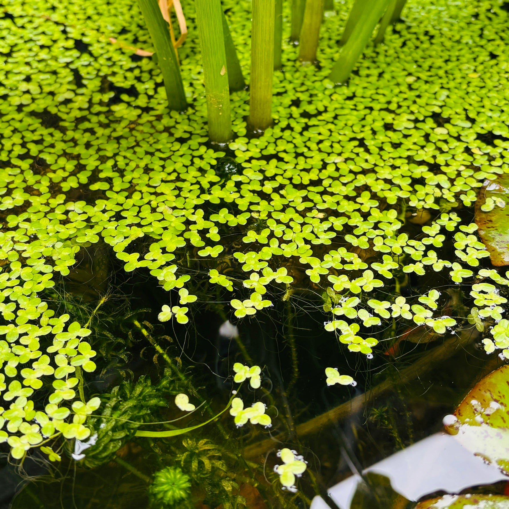 Duckweed Lemna Minor 1000+ Plants (25g approx)