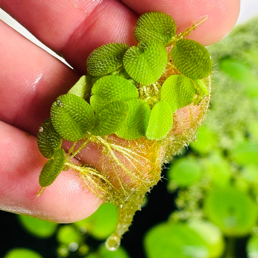 Water spangles Salvinia minima (x50 plants)