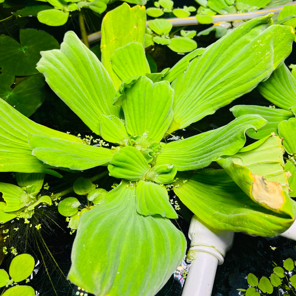 XXL Giant Water Lettuce Pistia Stratiotes
