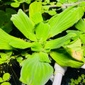 XXL Giant Water Lettuce Pistia Stratiotes