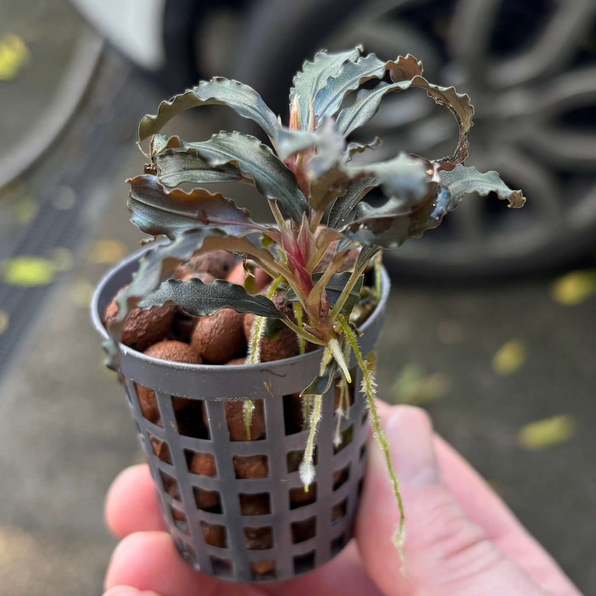 Bucephalandra diabolica (Devil bucephalandra/Kedagang/Kudagang) in plastic pot with clay pebbles.