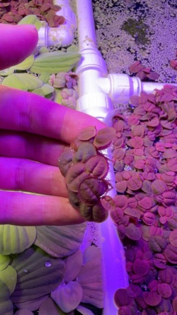 Red Root Floaters Phyllanthus Fluitans (x50 Plants) Extra Red Variety