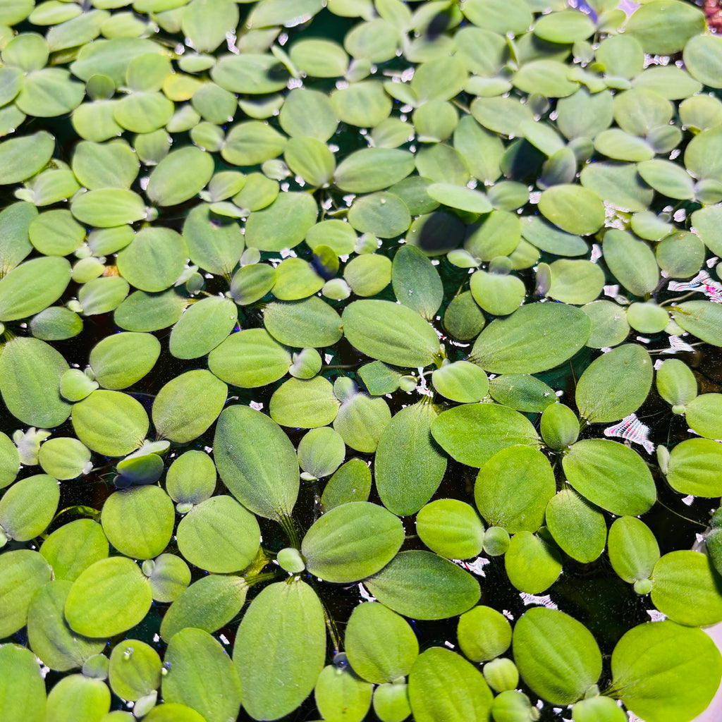 Dwarf/Nano Water Lettuce (Pistia stratiotes) x25 Plants