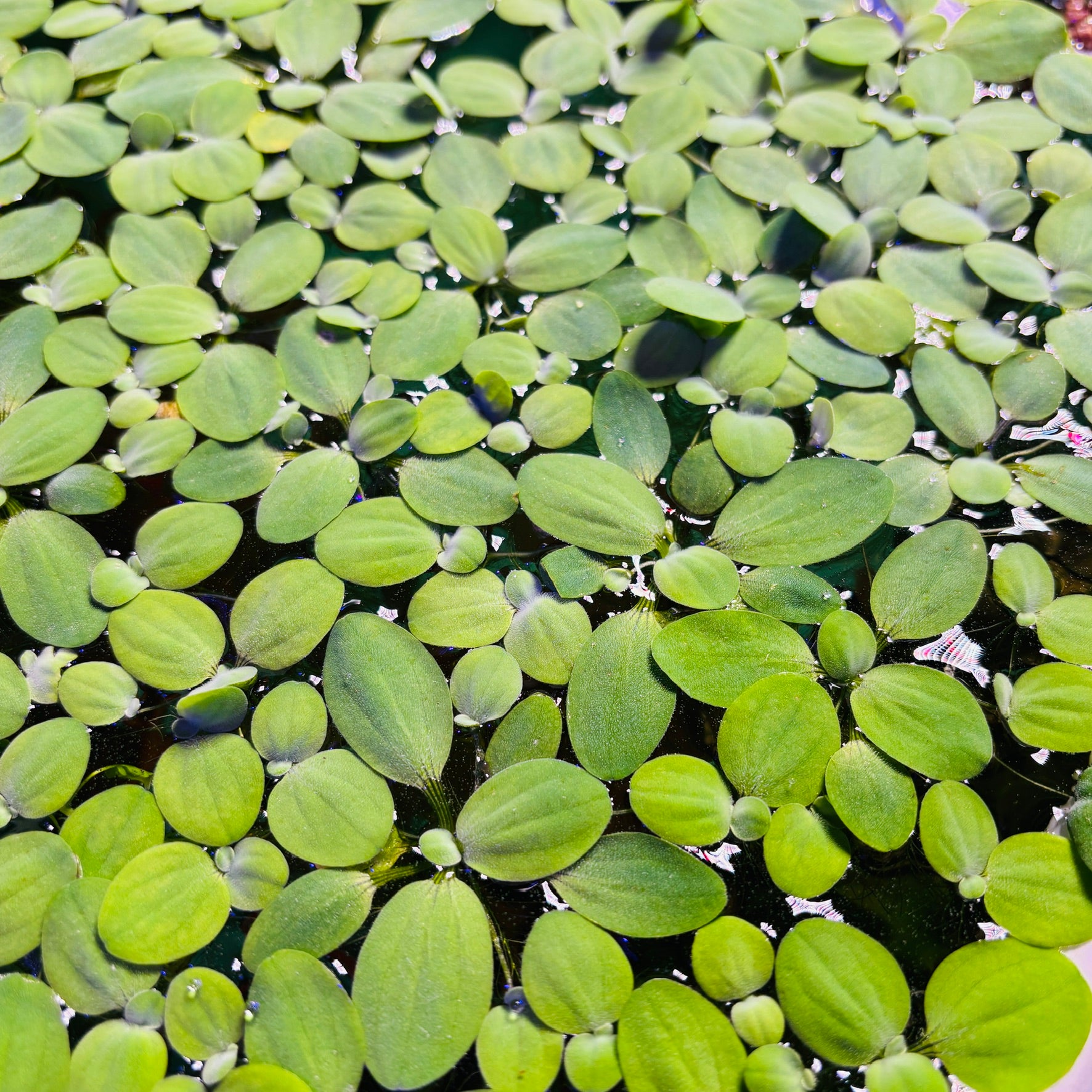 Dwarf/Nano Water Lettuce (Pistia stratiotes) x25 Plants