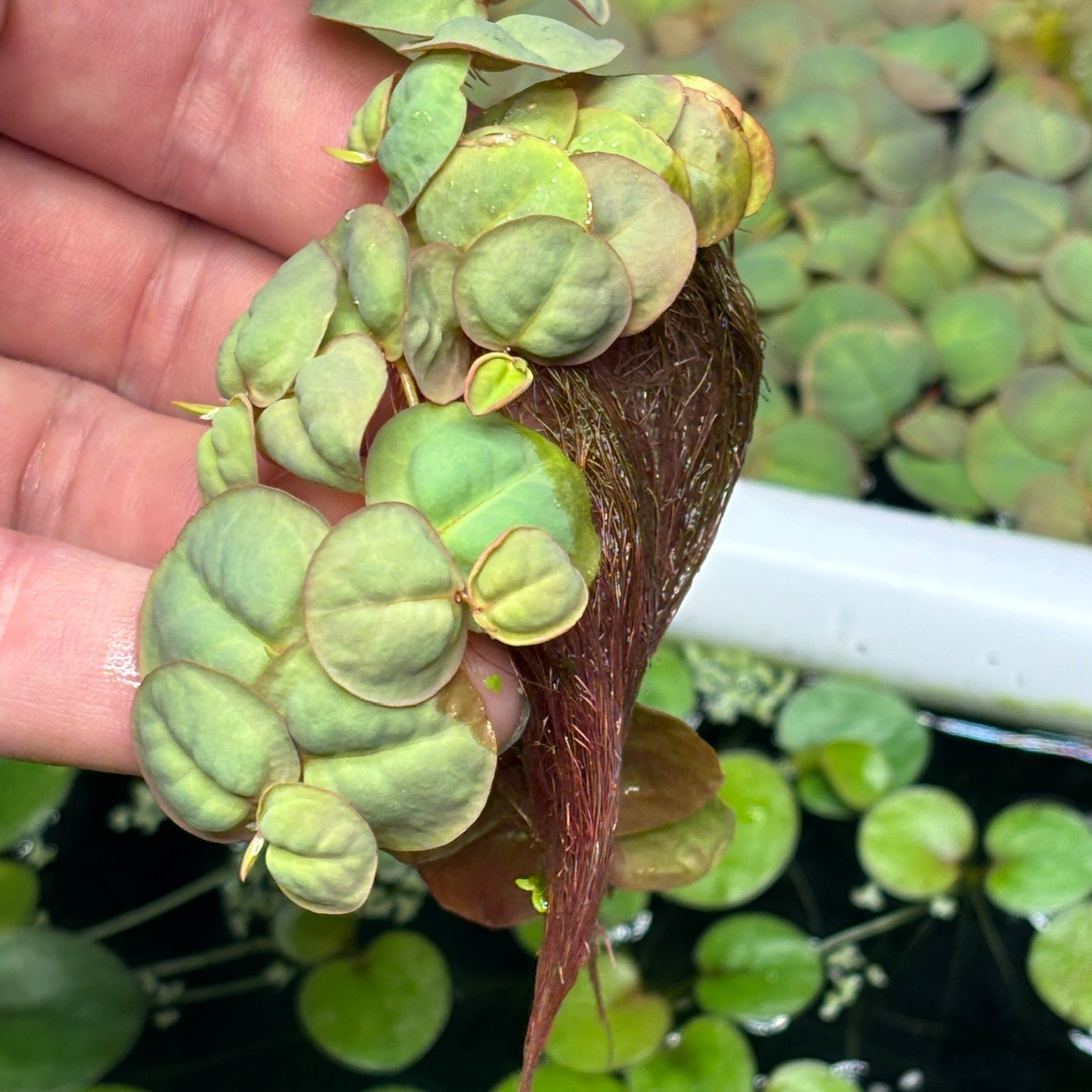 Red Root Floaters Rare XL Peach Variety Phyllanthus fluitans x 25 Plants