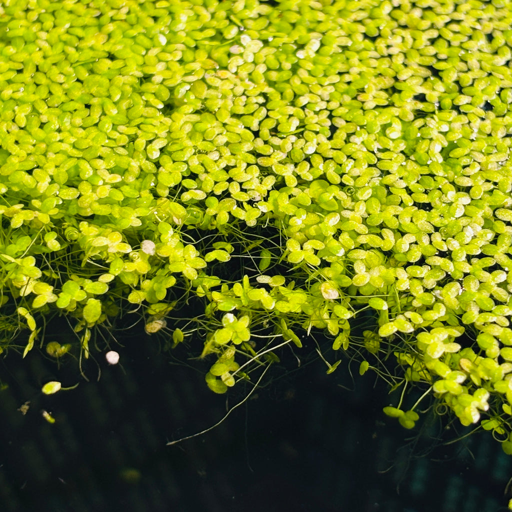 Duckweed Lemna Minor 1000+ Plants (25g approx)