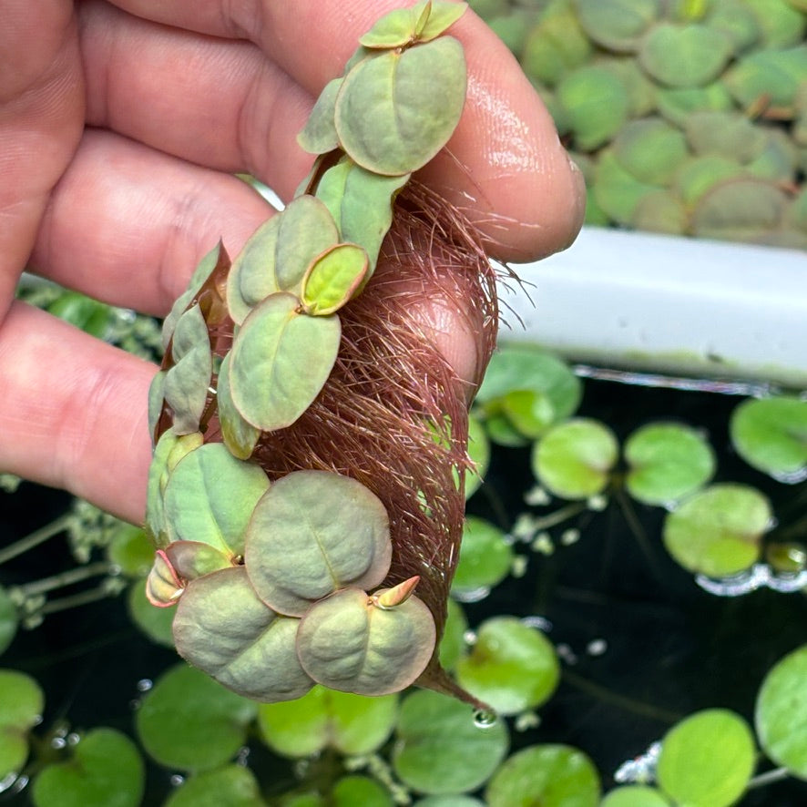 50 Plant Nano Floaters Mix (Red Root, Spangles, Frogbit, Water Lettuce)