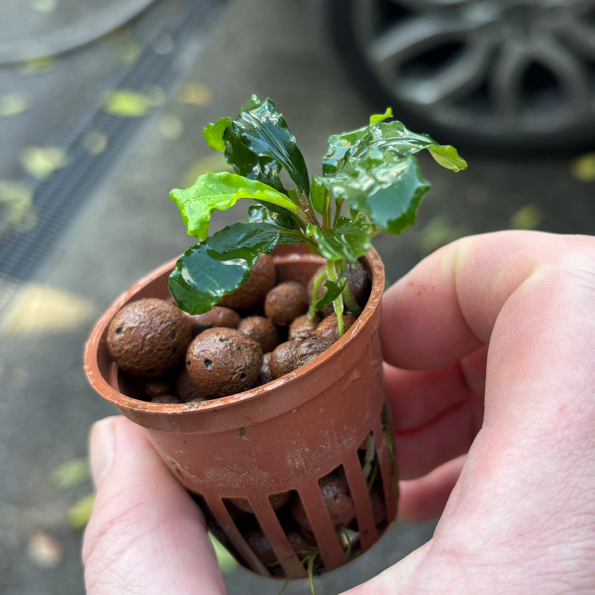 Bucephalandra 'Red' (Bucephalandra sordidula var. 'red')