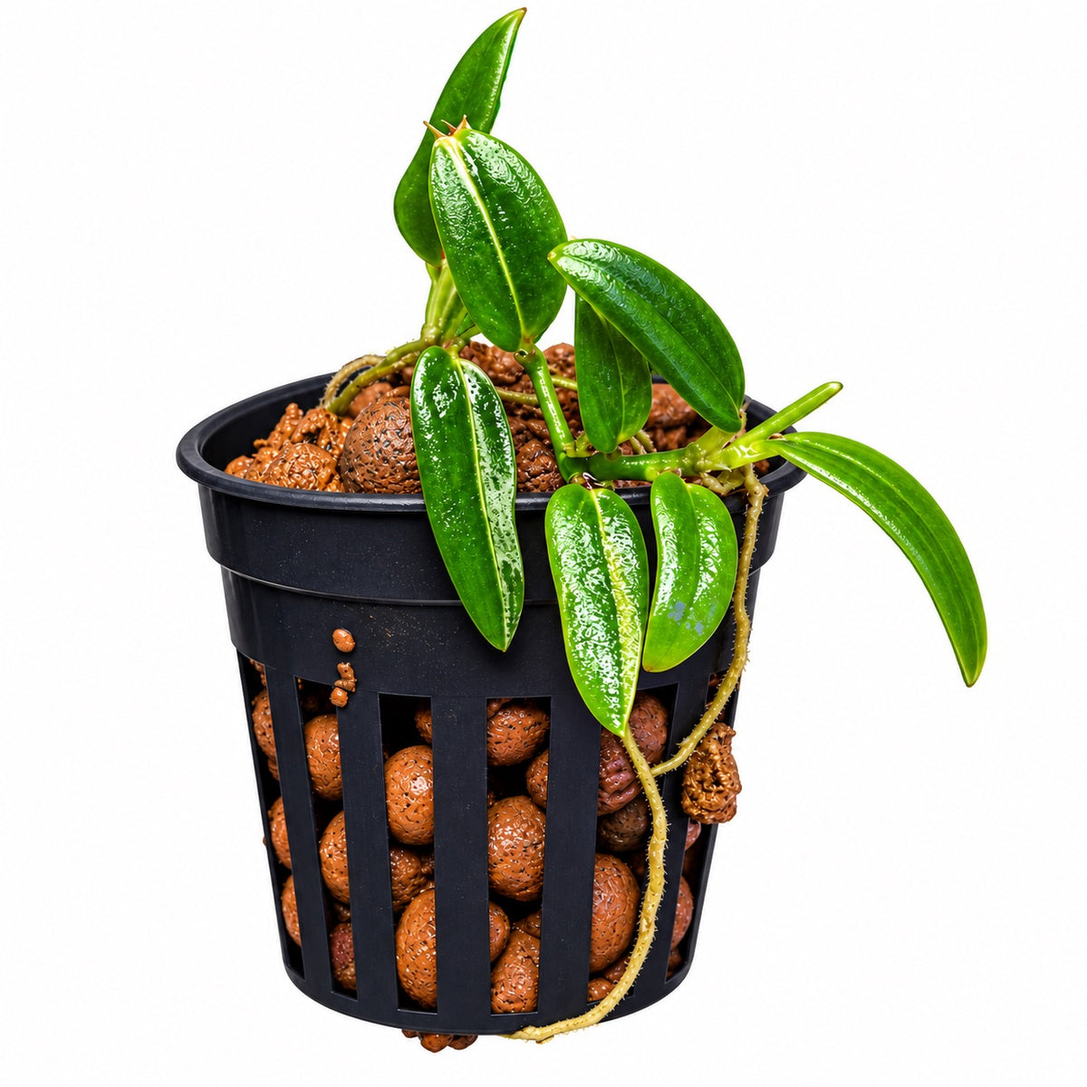 Rhaphidophora beccarii variegated