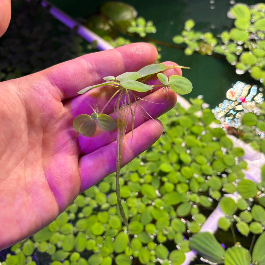 50 Plant Nano Floaters Mix (Red Root, Spangles, Frogbit, Water Lettuce)