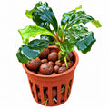 Bucephalandra 'Red' (Bucephalandra sordidula var. 'red')