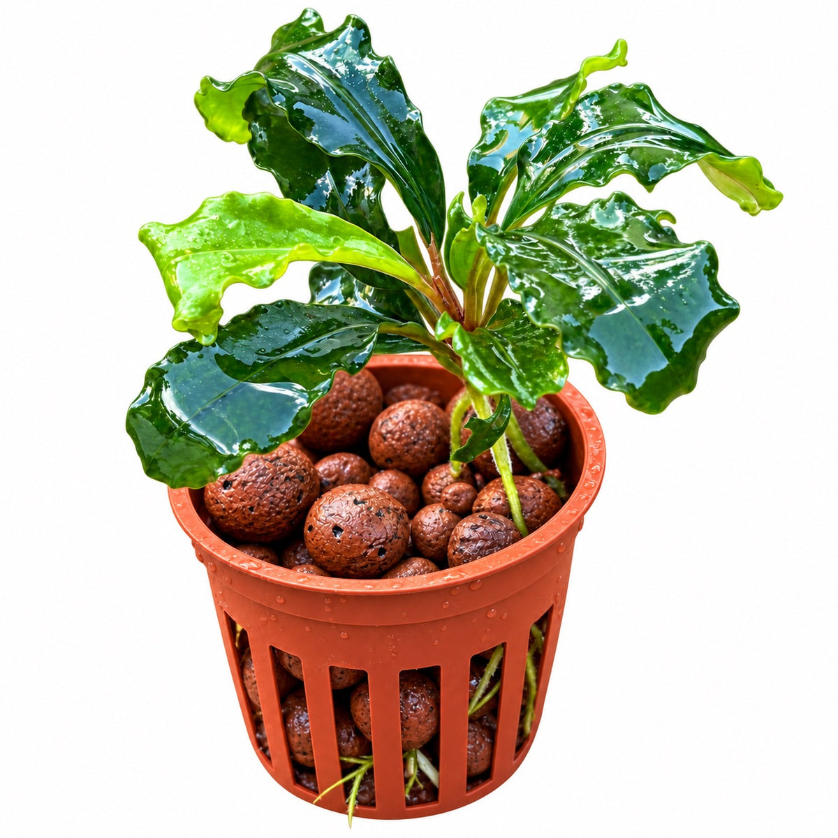 Bucephalandra 'Red' (Bucephalandra sordidula var. 'red')
