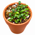 Bucephalandra Sp. Mini Coin Rare Epiphyte Plant