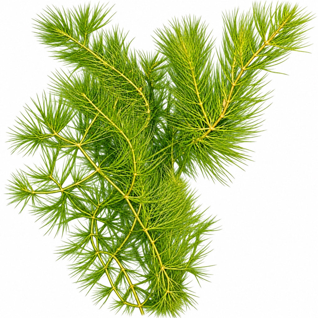 Hornwort (Ceratophyllum demersum) 15g Portion