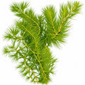 Hornwort (Ceratophyllum demersum) 15g Portion
