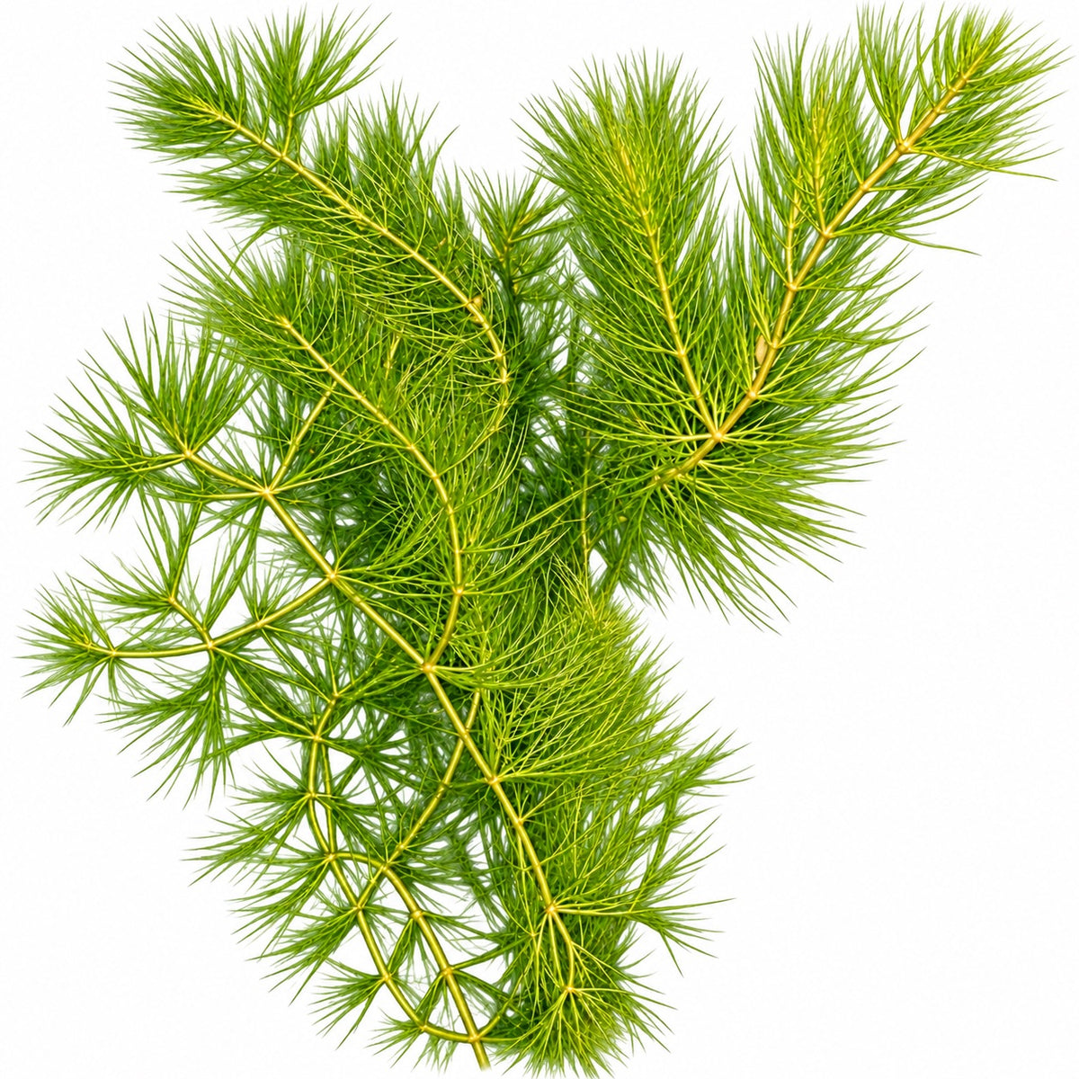 Hornwort (Ceratophyllum demersum) 15g Portion