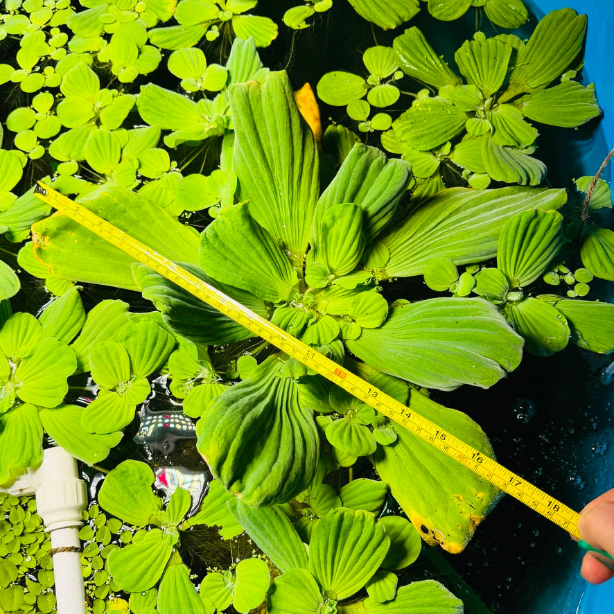 Jumbo/Giant Water Lettuce (Pistia stratiotes) x 3 Plants